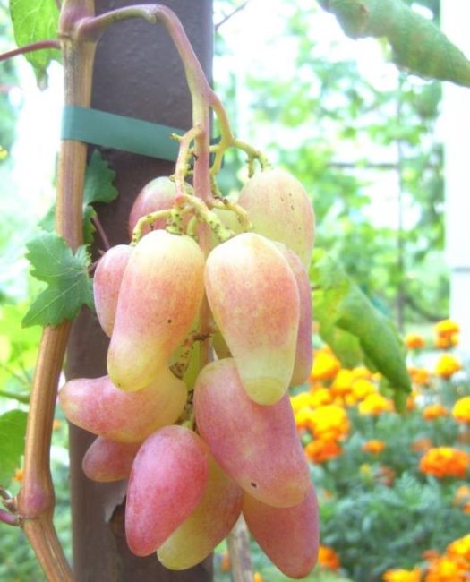 Первая сигнальная кисть винограда Дубовский розовый на двухлетнем кусту