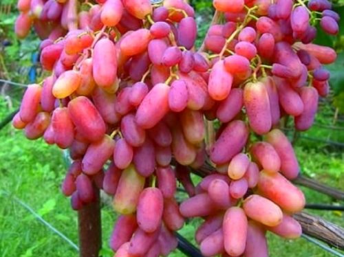 Гроздь винограда с ягодами сорта Юлиан