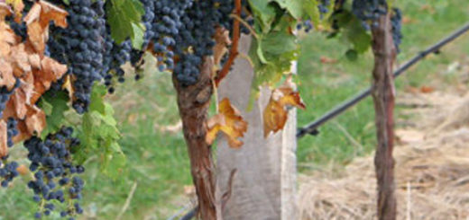 Ухоженный куст винограда с мульчированными корнями