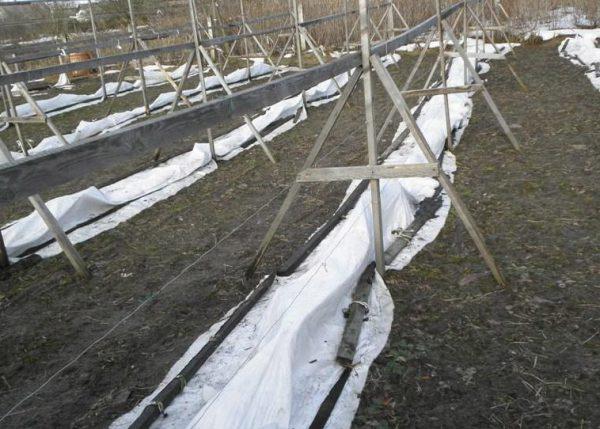 Подготовка виноградника к зиме в средней полосе России, укрытие под белый агроспан