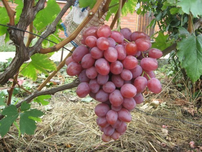 Крупная кисть винограда сорта Анюта вблизи и мульча из сена под кустом