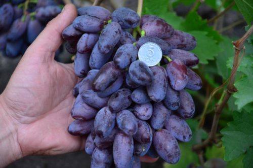 Ветка черного винограда в руке человека, копейка