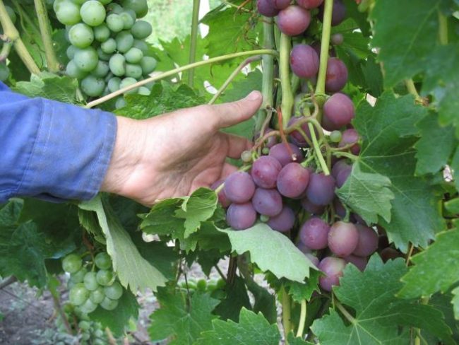 Гроздь шаровидных темно-фиолетовых ягод винограда на зеленой ветке и рука садовода