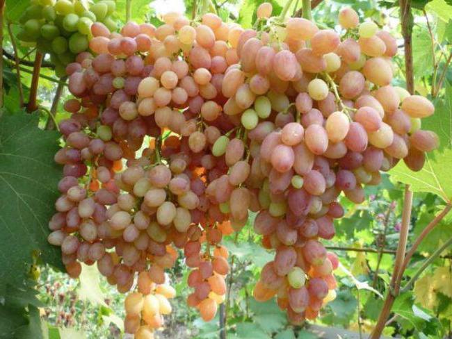 Крупные объемные кисти винограда с ягодами розовой и желтой расцветок