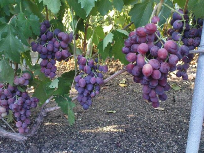 Крупные грозди винограда с набирающими спелость ягодами овальной формы