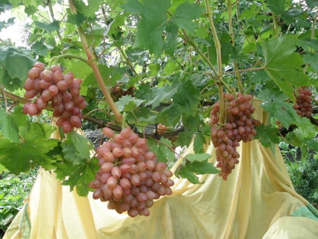 Виноградная лоза сорта Кишмиш лучистый и спелые грозди розово-красных ягод