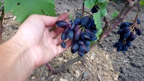 Рука человека держит небольшую гроздь черного винограда сорта Ромбик