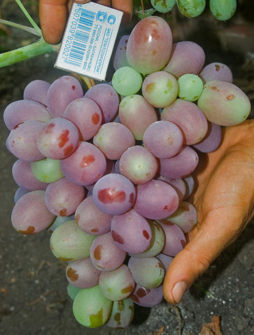 Кисть винограда Анюта в руке садовода и спичечный коробок