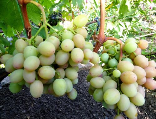 Кисти винограда гибридного сорта Анюта в начале срока созревания ягод