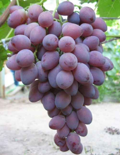 Гроздь винограда Ася вблизи, плоды мраморного оттенка с темно-светлыми переливами