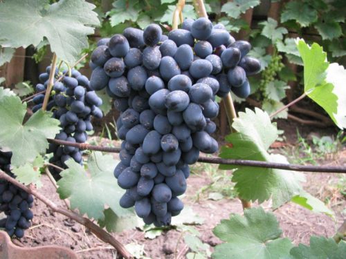 Крупная кисть гибридного винограда сорта Чарли с ягодами темно-синего цвета