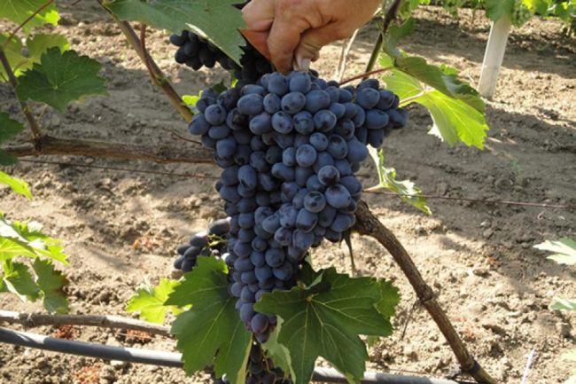Гроздь конической формы винограда сорта Чарли с темно-синими плодами, покрытыми сизым восковым налетом