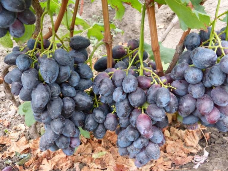 Сорт винограда фурор фото и описание