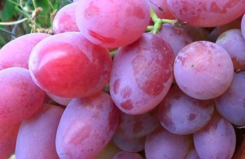 Ягоды винограда Гелиос вблизи, кожица красновато-розового цвета с легким восковым налетом