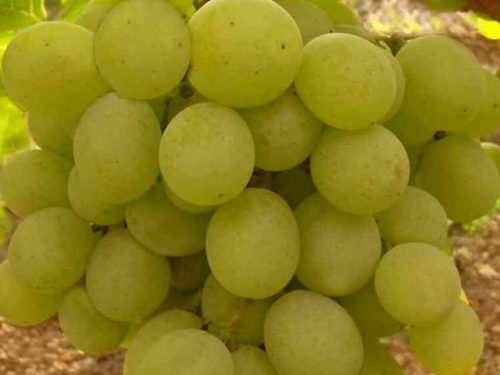 Спелые ягоды винограда гибридной формы Кеша 1 светло-зеленого оттенка