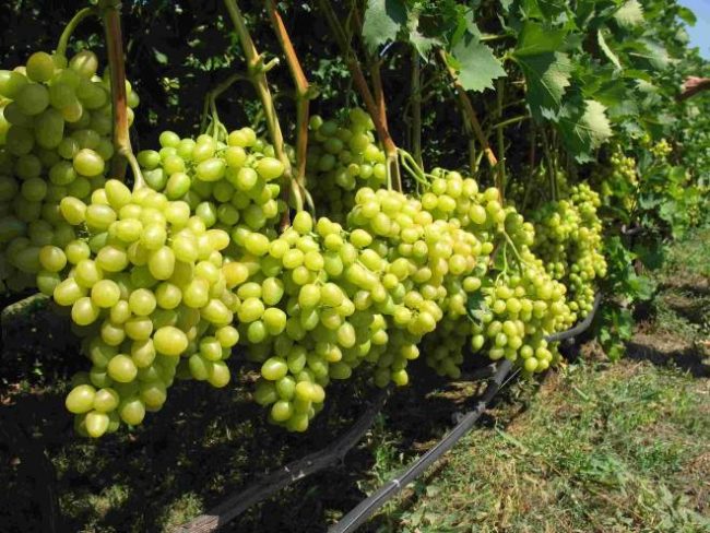 Крупные грозди созревающего винограда на толстых ветках и поливной шланг под кустом