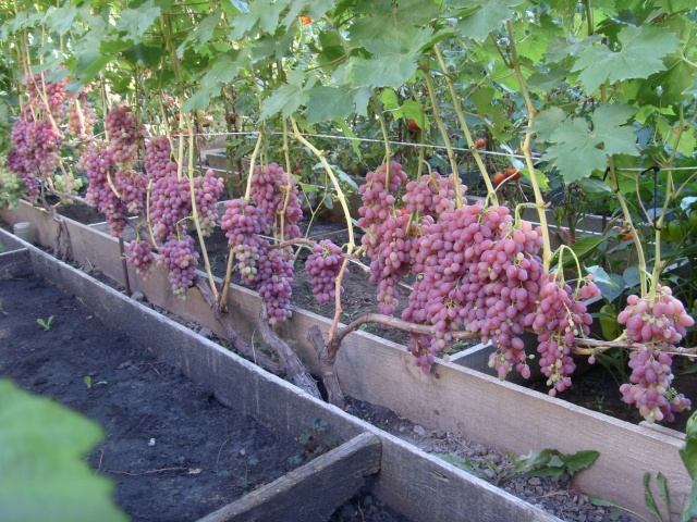 Виноградная лоза столового сорта Кишмиш лучистый и грозди спелых розово-красных ягод