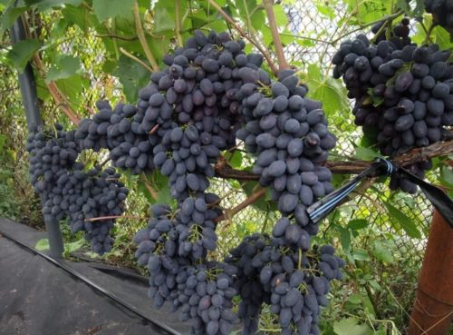 Грозди винограда с ягодами слегка вытянутой формы, свисающие с крепких одеревеневших веток