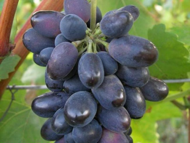 Гроздь винограда сорта Кодрянка крупным планом, слегка вытянутая форма плодов