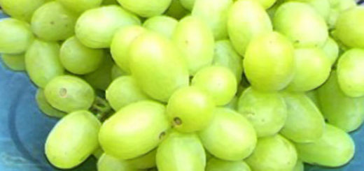 Спелые плоды виноград Ландыш вблизи