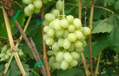 Ветки винограда сорта Ландыш и гроздь спелых сочных ягод
