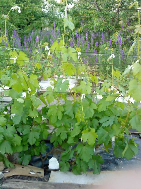 Молодые стебли винограда Ландыш на проволочных шпалерах и мульчирование картоном или нетканым материалом