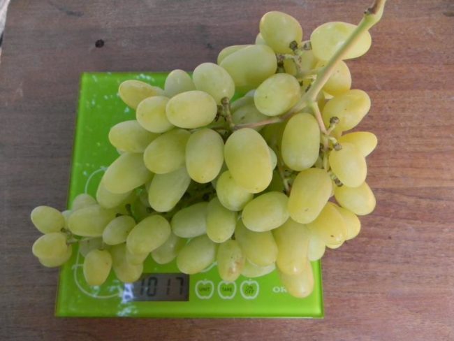 Кисть спелого винограда сорта Ландыш на электронных весах, масса одной грозди превышает один килограмм