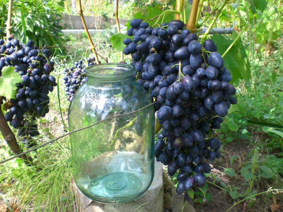Виноград кармен
