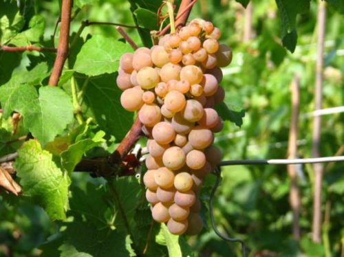 Спелая гроздь винограда сорта Платовский с плодами беловато-желтого цвета