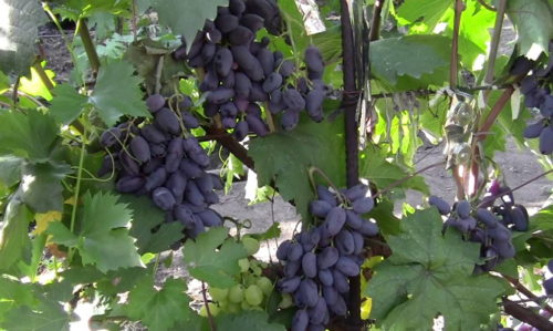 Три грозди черного винограда на кусте в листве