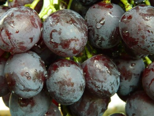 Темно-синие ягоды винограда столового сорта Рошфор крупным планом