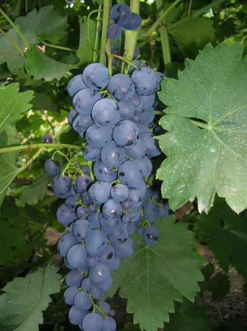 Кисть винограда гибридной формы Сфинкс с ягодами шаровидной формы