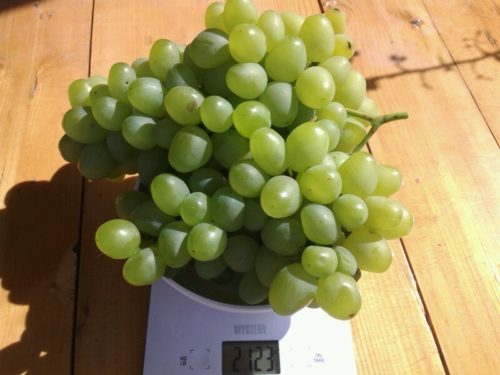 Вес грозди винограда сорта Супер Экстра раннего срока созревания