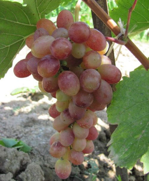 Кисть винограда сорта Тасон среднего срока созревания