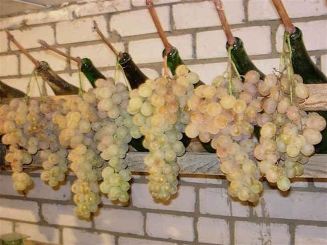 Грозди винограда с одеревеневшими частями веток в бутылках, длительное хранения ягоды в подвале