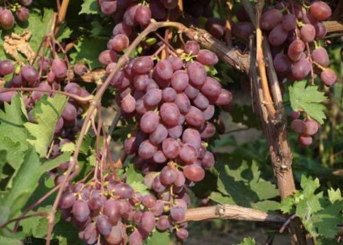 Кисти спелого винограда гибридного сорта Виктория с плодами в форме удлиненного овала