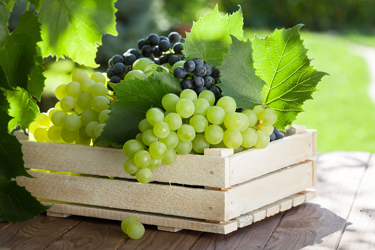 Виноград: особенности хранения