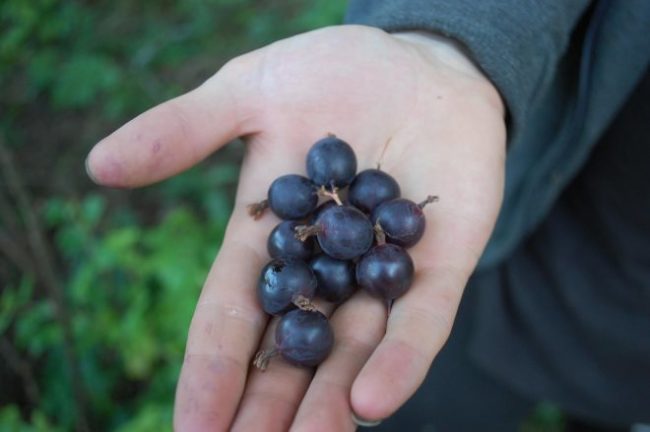 Горстка свежих ягод черного крыжовника на ладони садовода