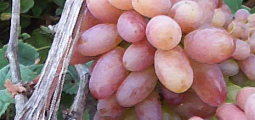 Спелая гроздь винограда Юбилей Новочеркасска и кусты клубники