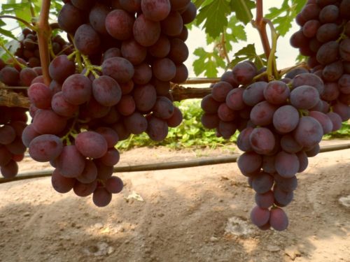 Спелые кисти столового винограда сорта Заря Несветая