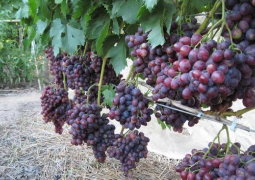 Виноградная лоза сорта Заря Несветая и крупные грозди созревающих плодов