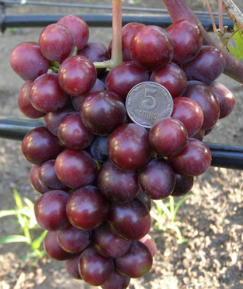 Гроздь винограда сорта Заря Несветая с шаровидными ягодами фиолетового окраса
