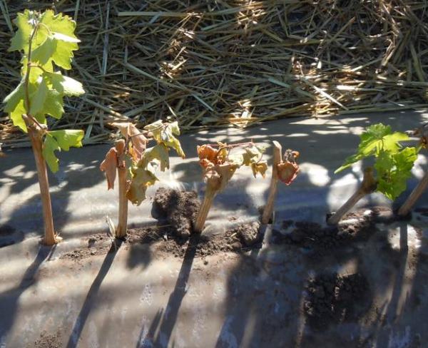 Укоренение черенков винограда под черным укрывным материалом