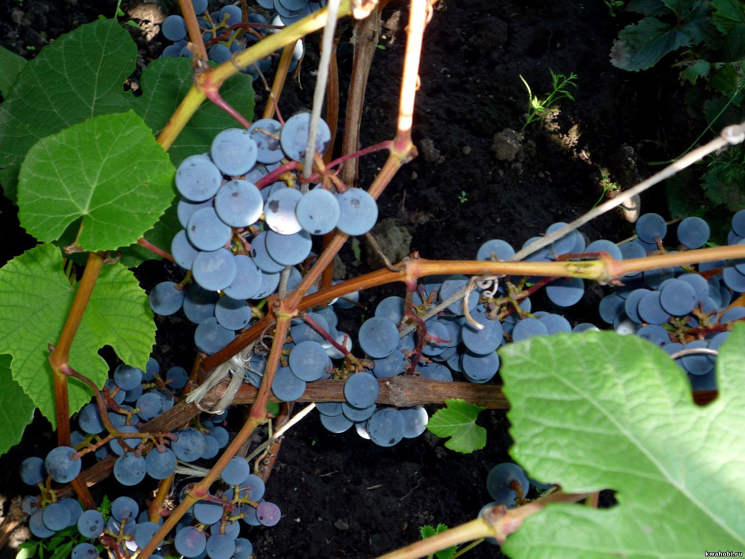 Сорт винограда двиетский синий фото и описание