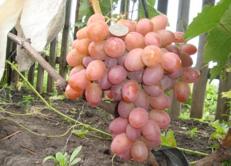 Виноград Хамелеон: описание и характеристики сорта, особенности ухода и выращивания, фото, отзывы