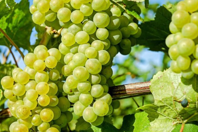 Крупные ягоды зелёного винограда на ветке Прима Украины