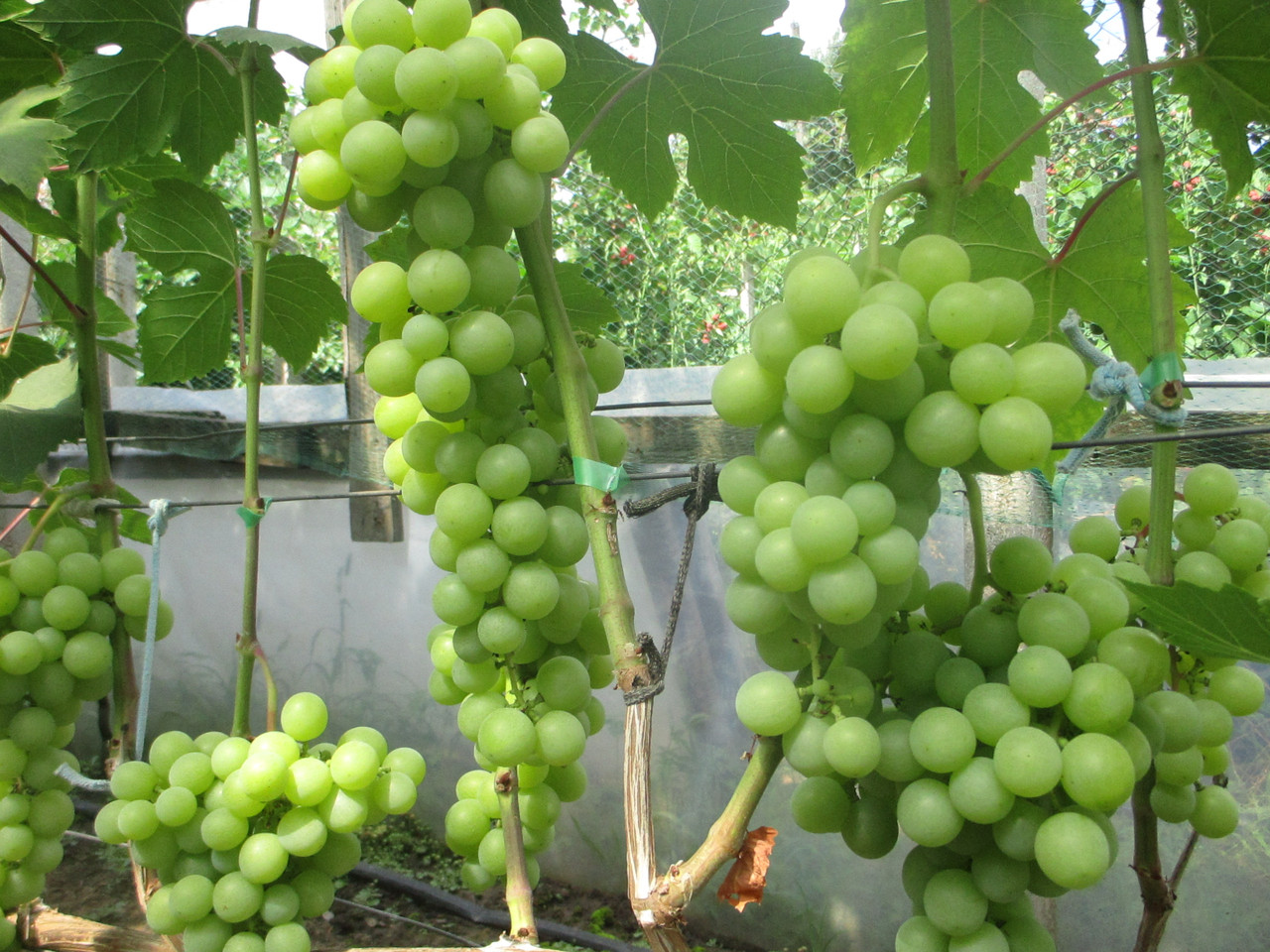 Сорт винограда Прима Украины