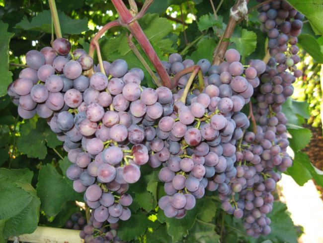 Крупные ветви синего винограда сорта Муромец созревают 