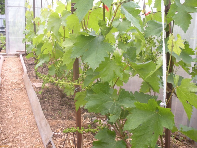 Выращивание винограда в теплице из поликарбоната