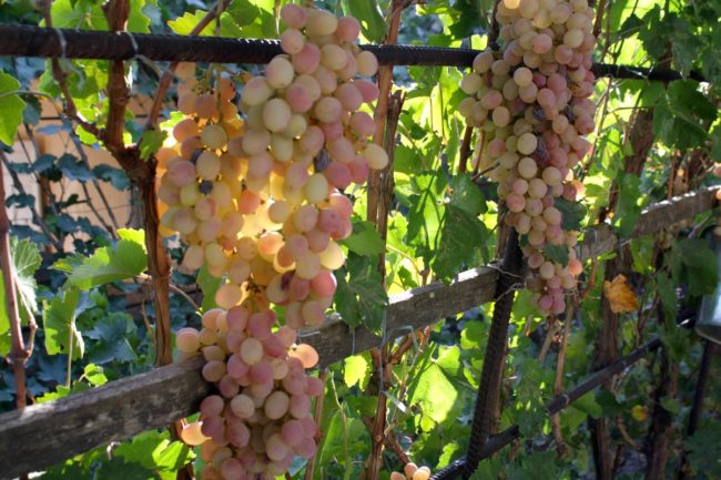 Кисти розового винограда висят на шпалерах 